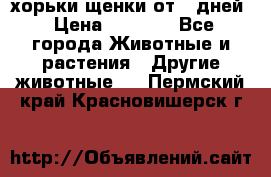 хорьки щенки от 35дней › Цена ­ 4 000 - Все города Животные и растения » Другие животные   . Пермский край,Красновишерск г.